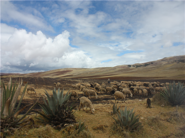 남미 4개국 일주 13일＜마추픽추/이과수폭포＞