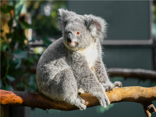 [출발확정] [노쇼핑/노옵션] 시드니 세미패키지 시내3성급 6일 (2일관광/자유일정보장/이비스시드니달링하버)