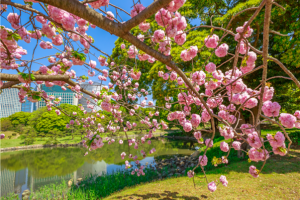 [NEW트렌드][현지차량가이드/팁포함] 도쿄/하코네/가와고에 온천3일(4인출발/온천테마파크/특식)