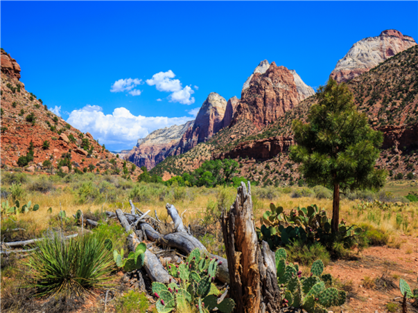 미서부 완전일주 10일 ＜라스1일자유일정 선택가능/게티센터/LAFC 기념품＞