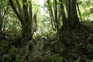 [부산출발][모두단독] 제주도 가족추천 3일 ＜노팁/노옵션/981파크/테마파크/4명부터출발확정＞